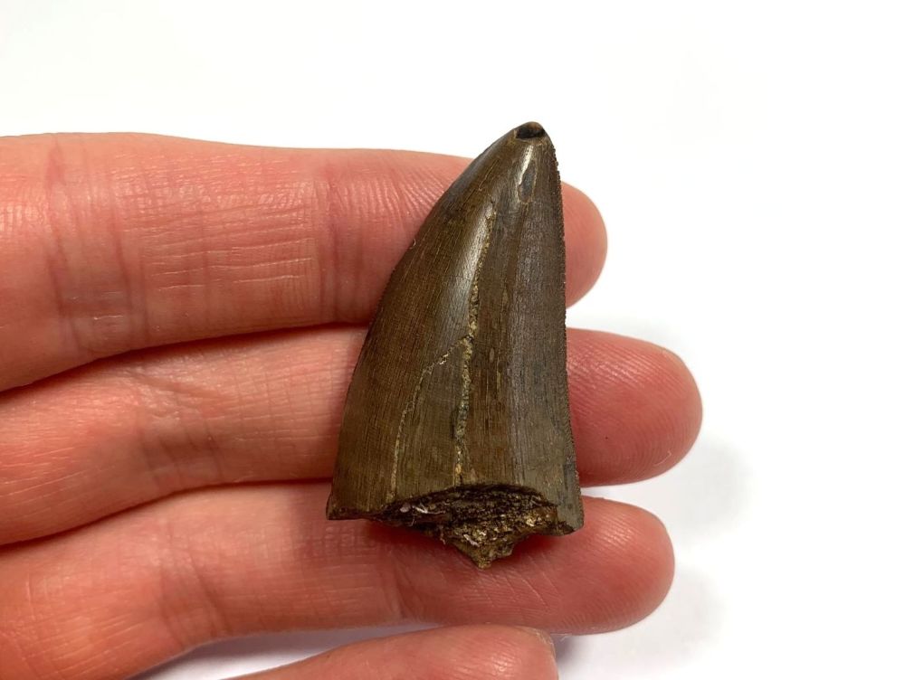 Daspletosaurus/Gorgosaurus Tooth (Judith River Fm.) #12