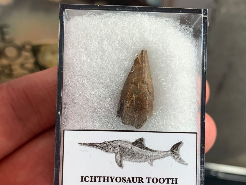 Ichthyosaur Tooth, Russia #03