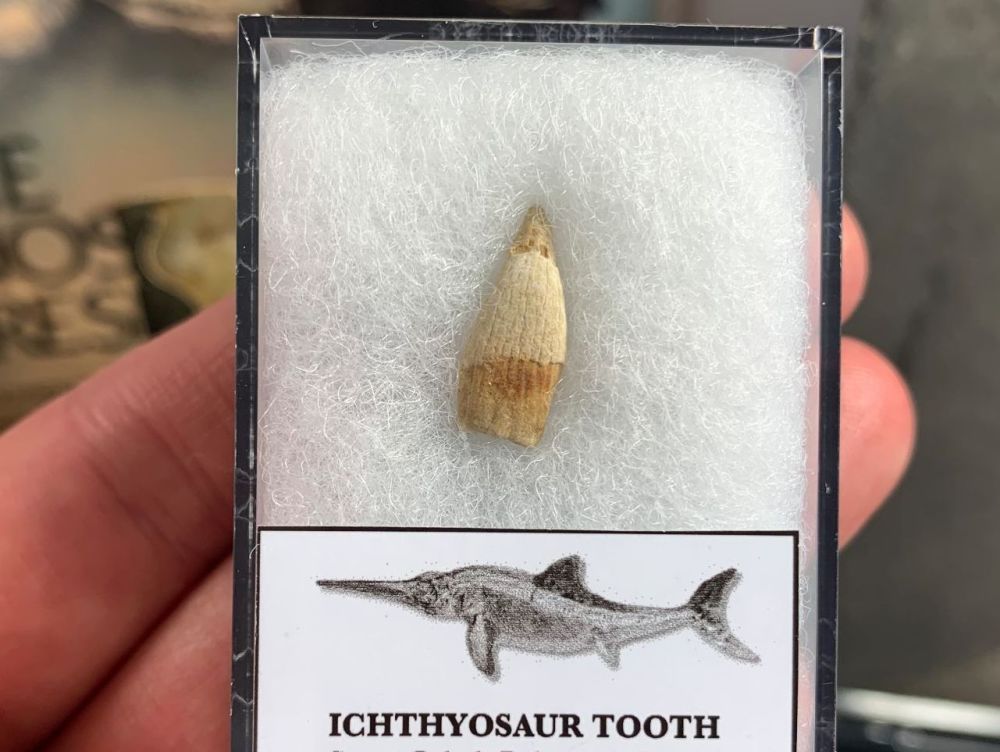 Ichthyosaur Tooth, Russia #06