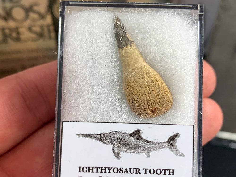Ichthyosaur Tooth, Russia #10