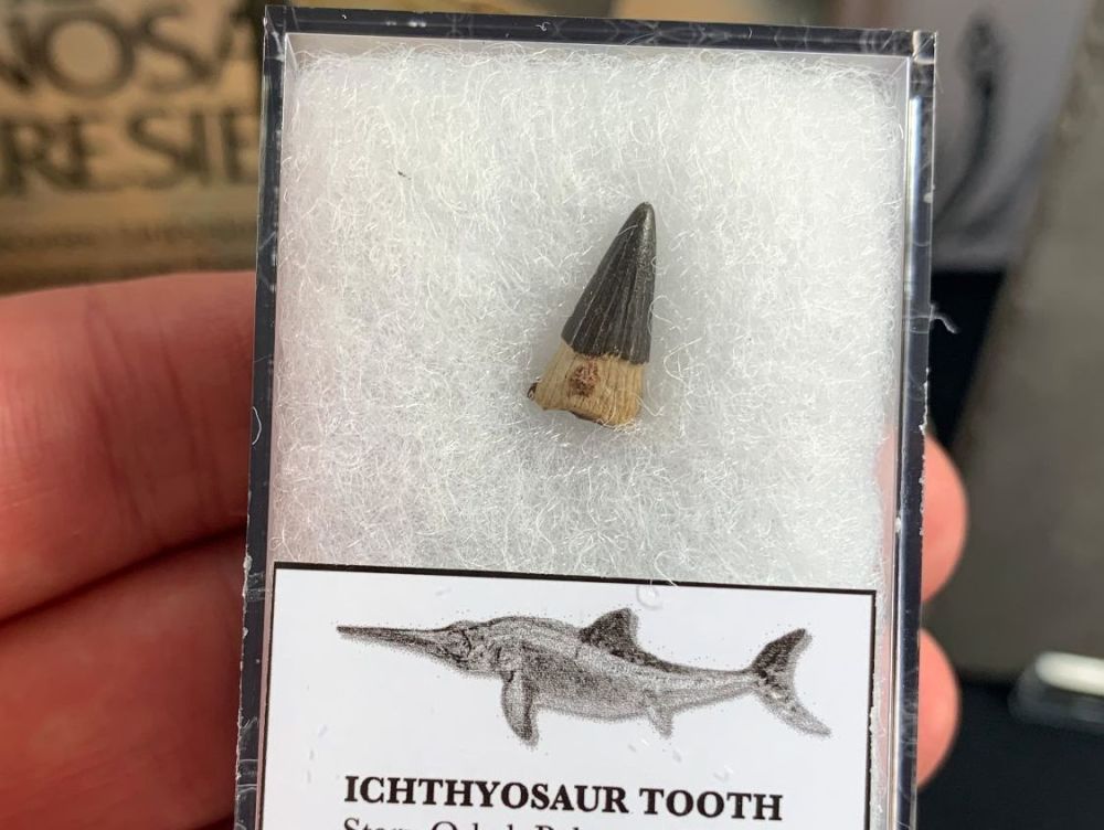Ichthyosaur Tooth, Russia #11