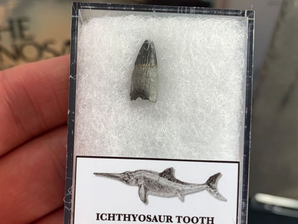 Ichthyosaur Tooth, Russia #12