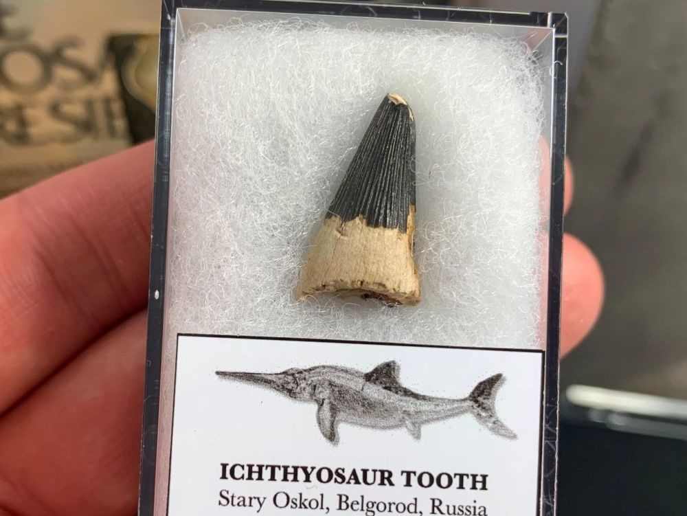 Ichthyosaur Tooth, Russia #13