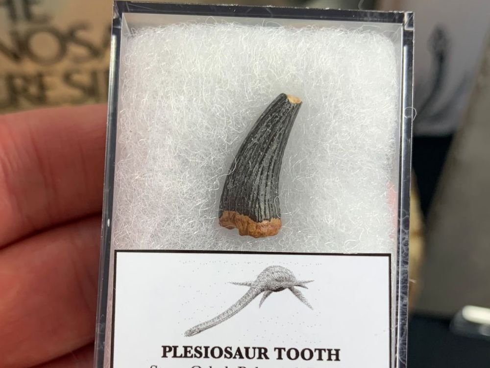 Plesiosaur Tooth, Russia #05