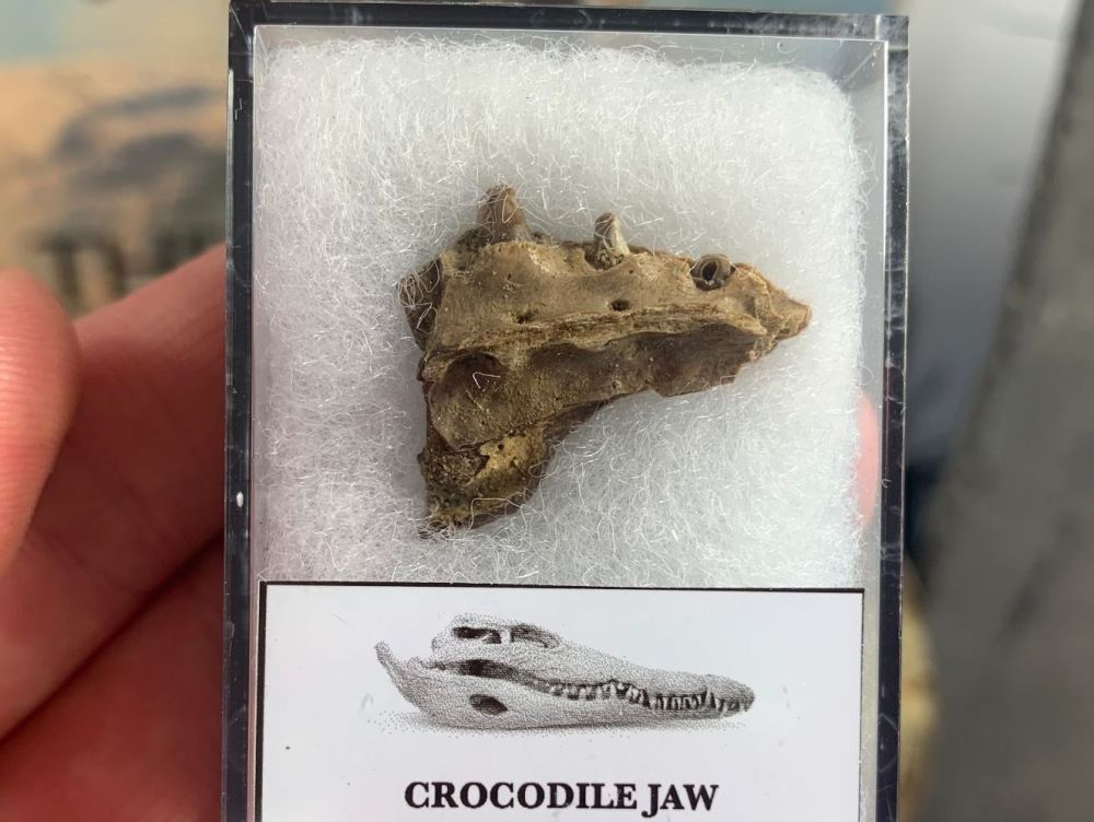 Crocodile Jaw with teeth (Lance Creek) #08