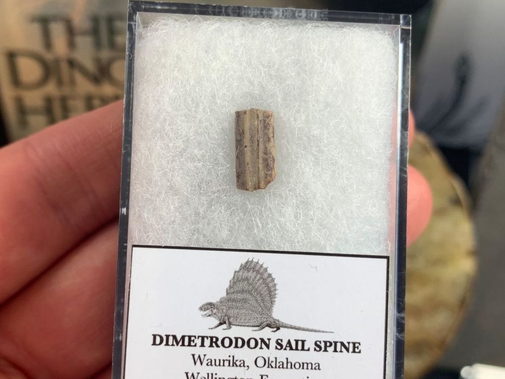 Dimetrodon Sail Spine (Oklahoma) #01