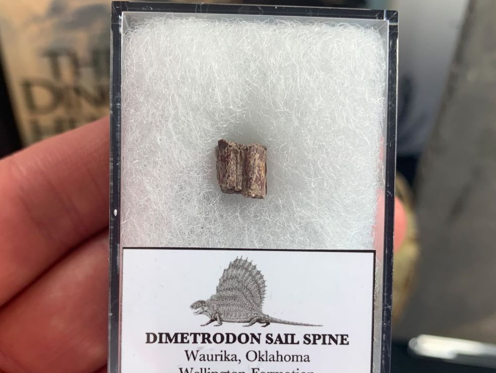 Dimetrodon Sail Spine (Oklahoma) #02