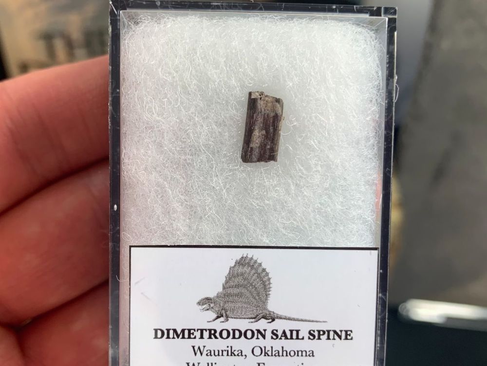 Dimetrodon Sail Spine (Oklahoma) #03
