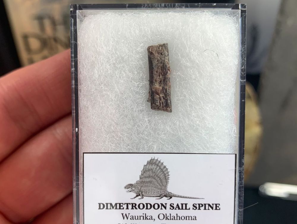 Dimetrodon Sail Spine (Oklahoma) #04