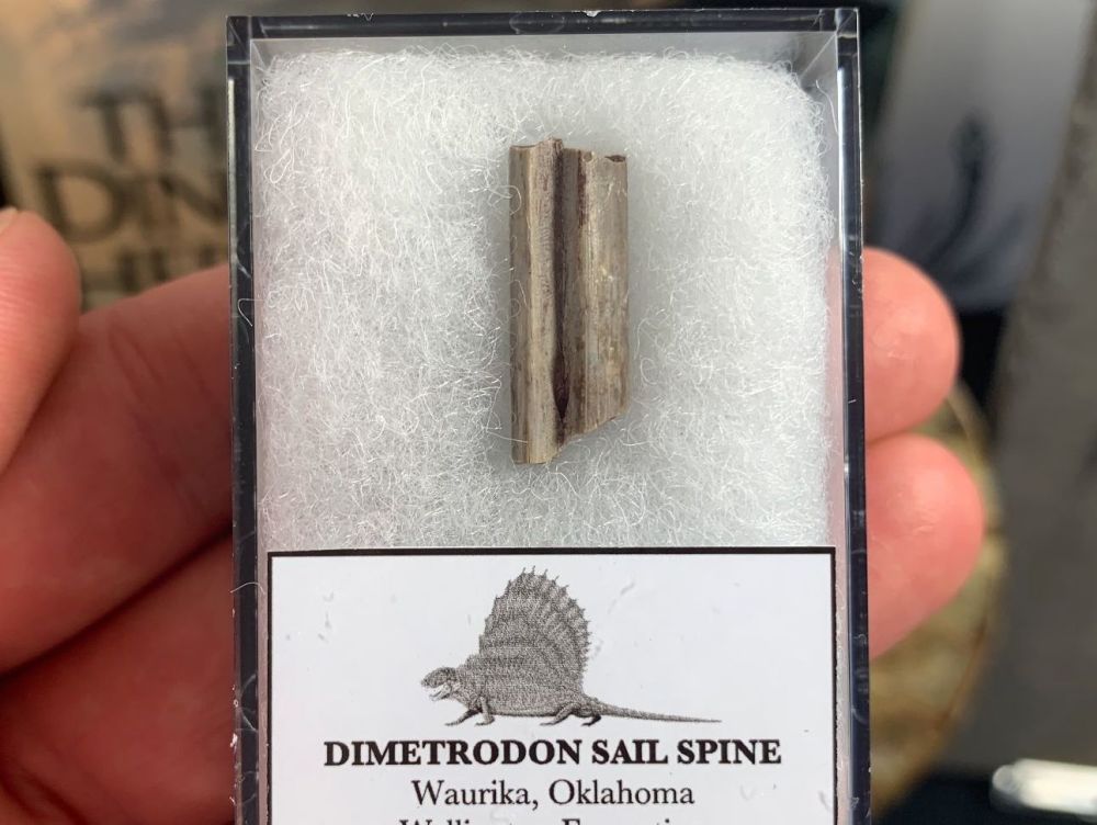 Dimetrodon Sail Spine (Oklahoma) #05