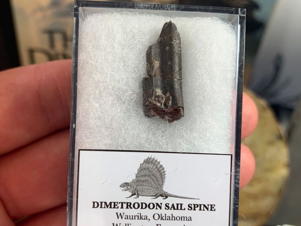 Dimetrodon Sail Spine (Oklahoma) #05