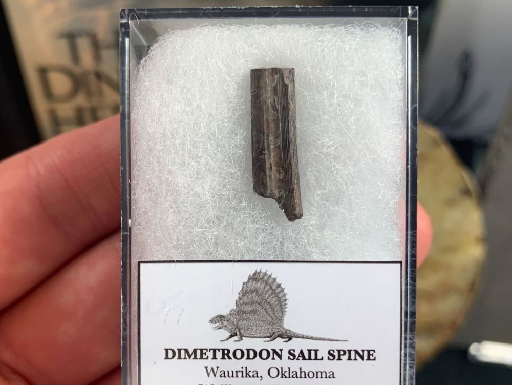 Dimetrodon Sail Spine (Oklahoma) #06