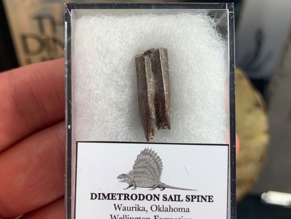 Dimetrodon Sail Spine (Oklahoma) #07