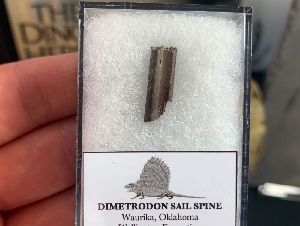 Dimetrodon Sail Spine (Oklahoma) #07