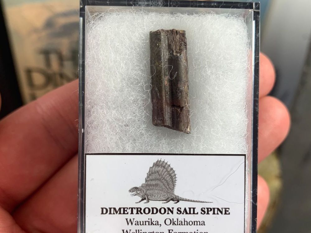 Dimetrodon Sail Spine (Oklahoma) #09