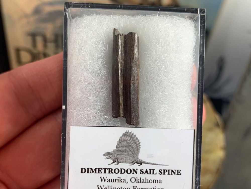 Dimetrodon Sail Spine (Oklahoma) #10