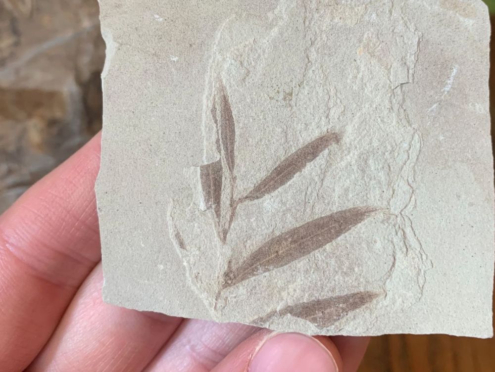 Fossil Leaves (Green River Formation) #07