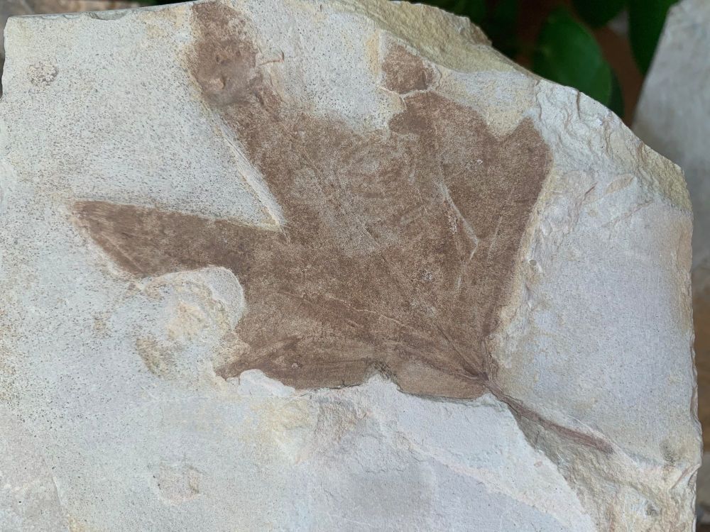 Fossil Leaf, Sycamore (Green River Formation) #13