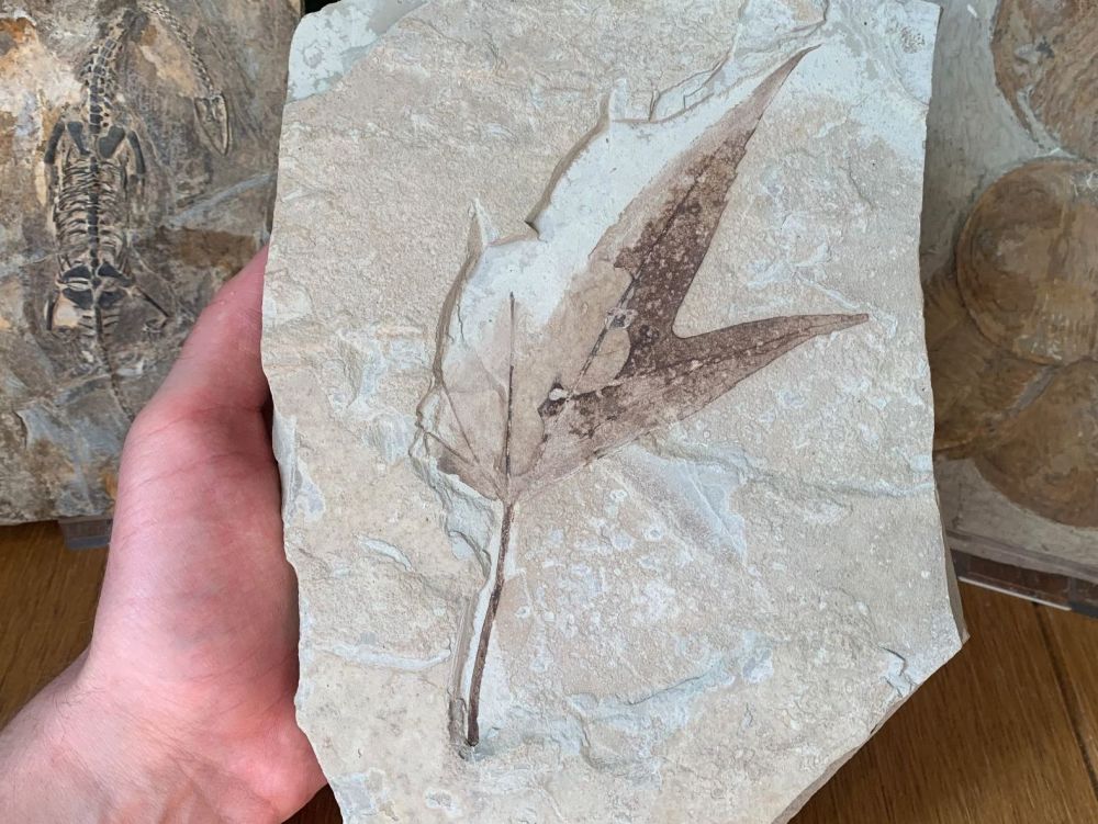 Fossil Leaf, Sycamore (Green River Formation) #15