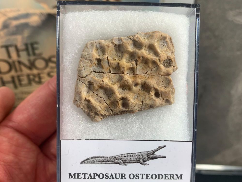 Metaposaur Osteoderm (Triassic Amphibian) #01