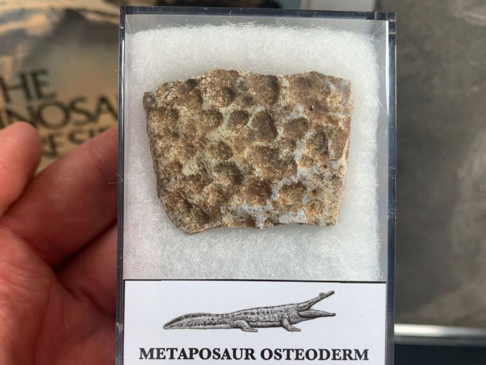 Metaposaur Osteoderm (Triassic Amphibian) #02
