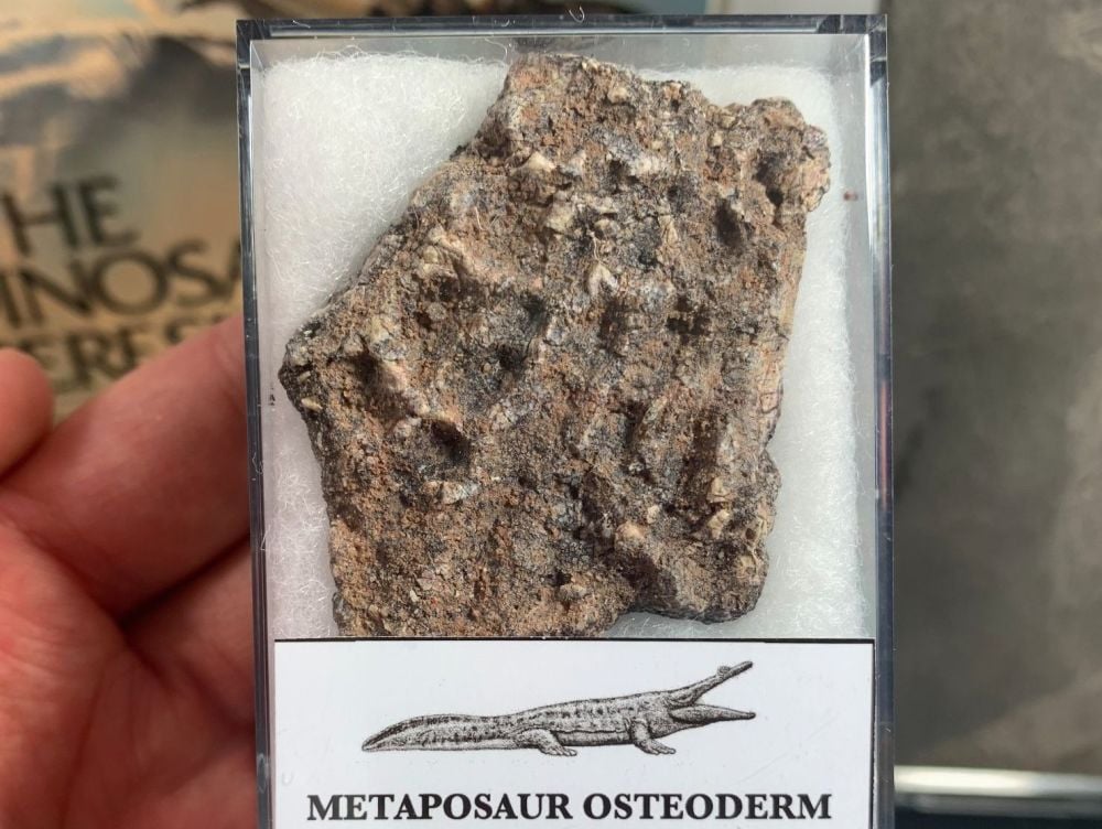 Metaposaur Osteoderm (Triassic Amphibian) #03