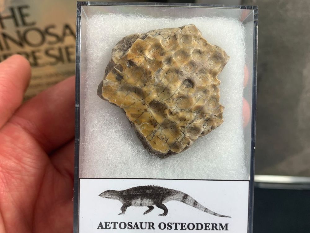 Aetosaur Osteoderm (Triassic Reptile) #02