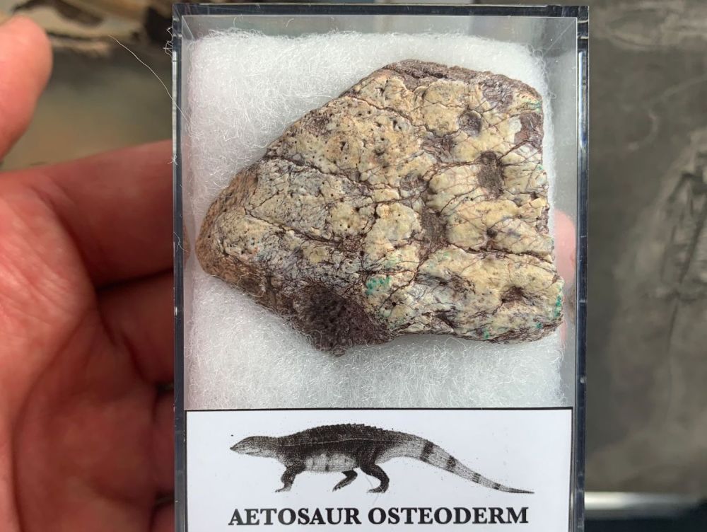 Aetosaur Osteoderm (Triassic Reptile) #04