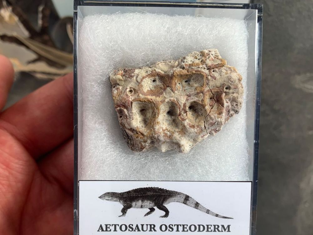 Aetosaur Osteoderm (Triassic Reptile) #05