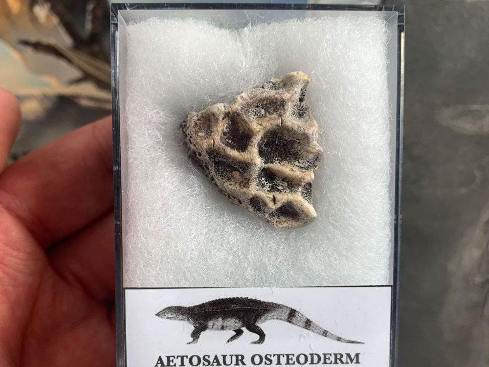 Aetosaur Osteoderm (Triassic Reptile) #06