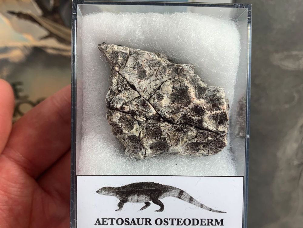 Aetosaur Osteoderm (Triassic Reptile) #07