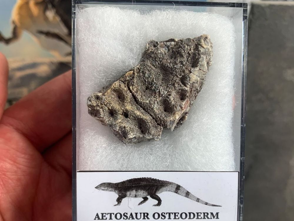 Aetosaur Osteoderm (Triassic Reptile) #08