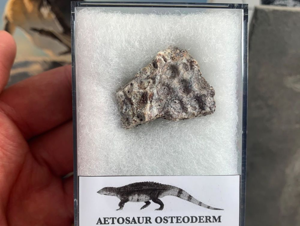 Aetosaur Osteoderm (Triassic Reptile) #10