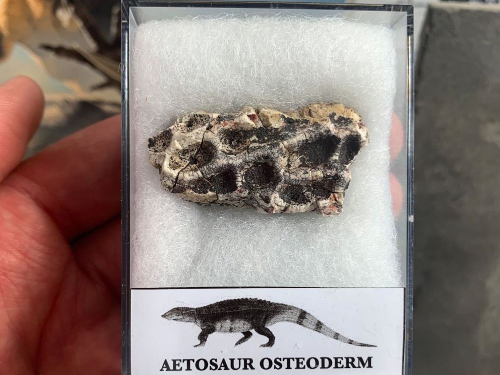 Aetosaur Osteoderm (Triassic Reptile) #11