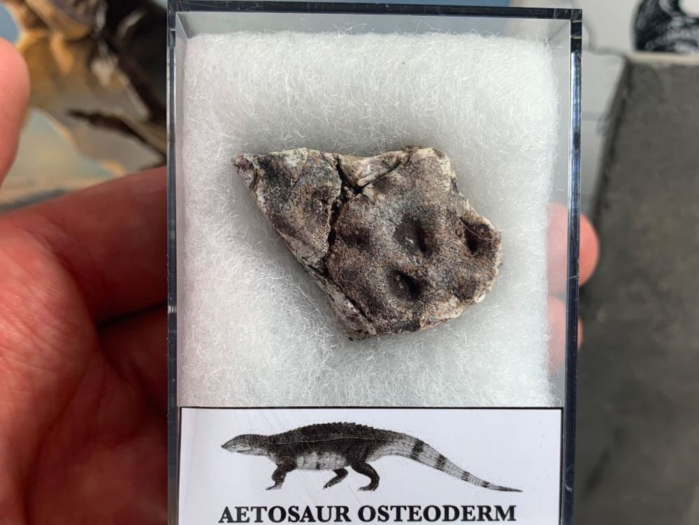 Aetosaur Osteoderm (Triassic Reptile) #12