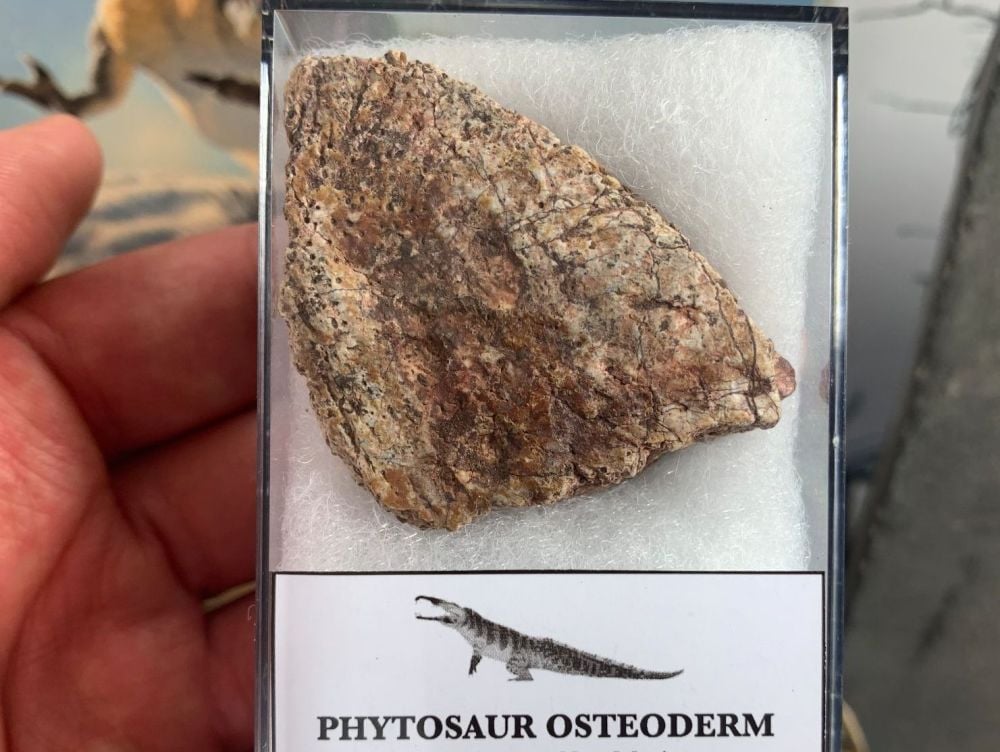 Phytosaur Osteoderm (Triassic Reptile) #03