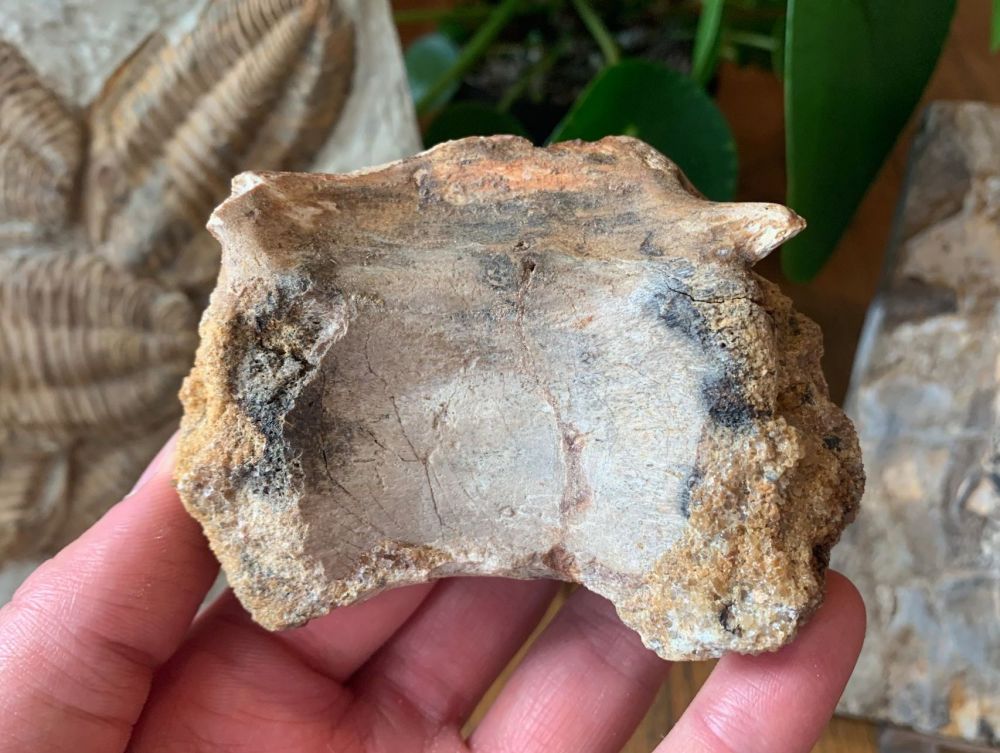 Theropod Dinosaur Vertebra (Kem Kem)