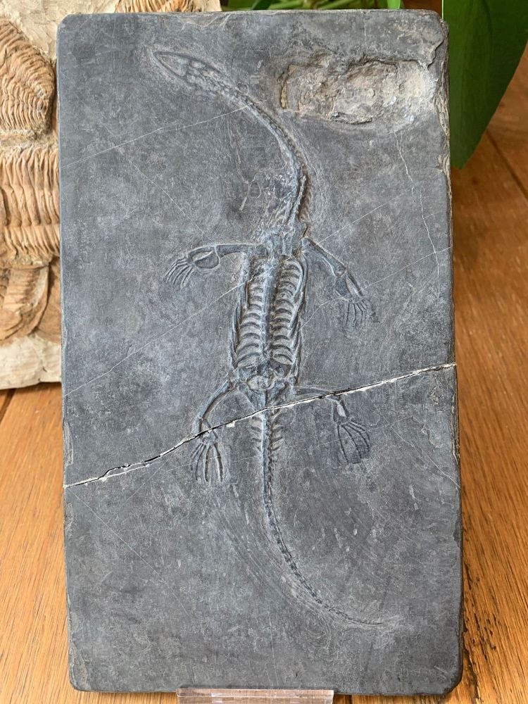 Keichousaurus hui, Marine Reptile #04