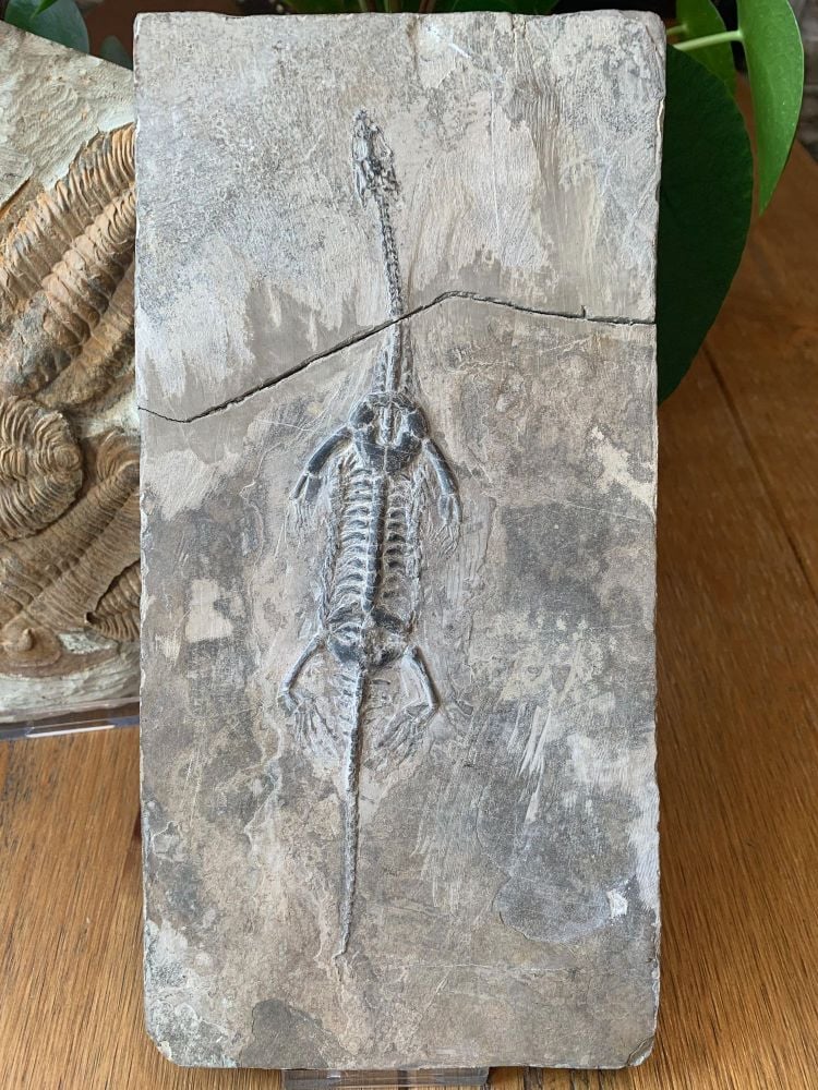 Keichousaurus hui, Marine Reptile #05