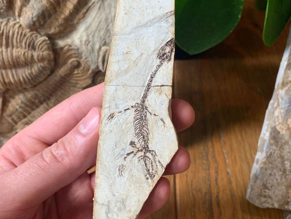 Baby Hyphalosaurus (Sinohydrosaurus)
