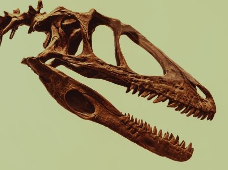 Dromaeosaurid 