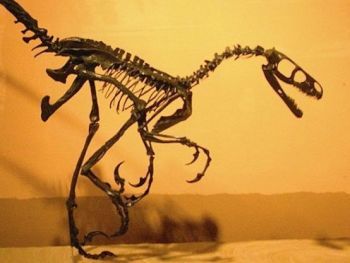 Saurornitholestes (Dromaeosaur)