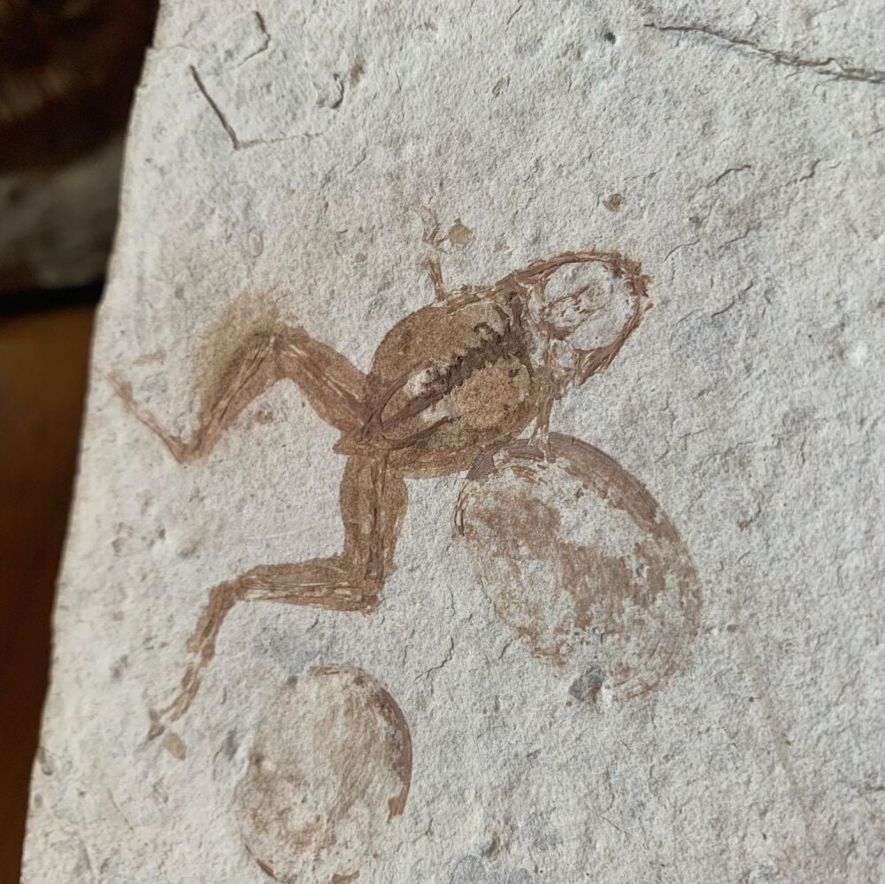 Jehol Fossil Frog with Soft Tissue (Pos & Neg)