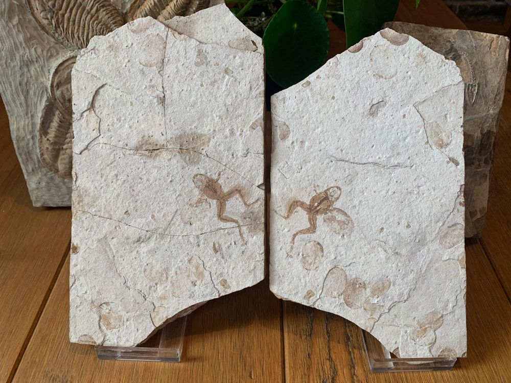 Jehol Fossil Frog with Soft Tissue (Pos & Neg)