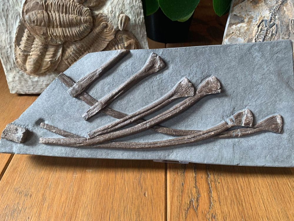 Ichthyosaur Ribs, Germany