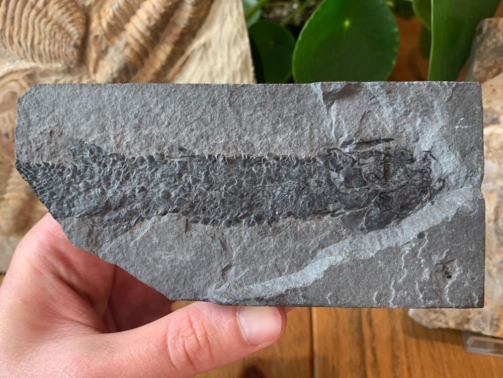 Osteolepis macrolepidotus, Devonian Fossil Fish (Scotland) #01