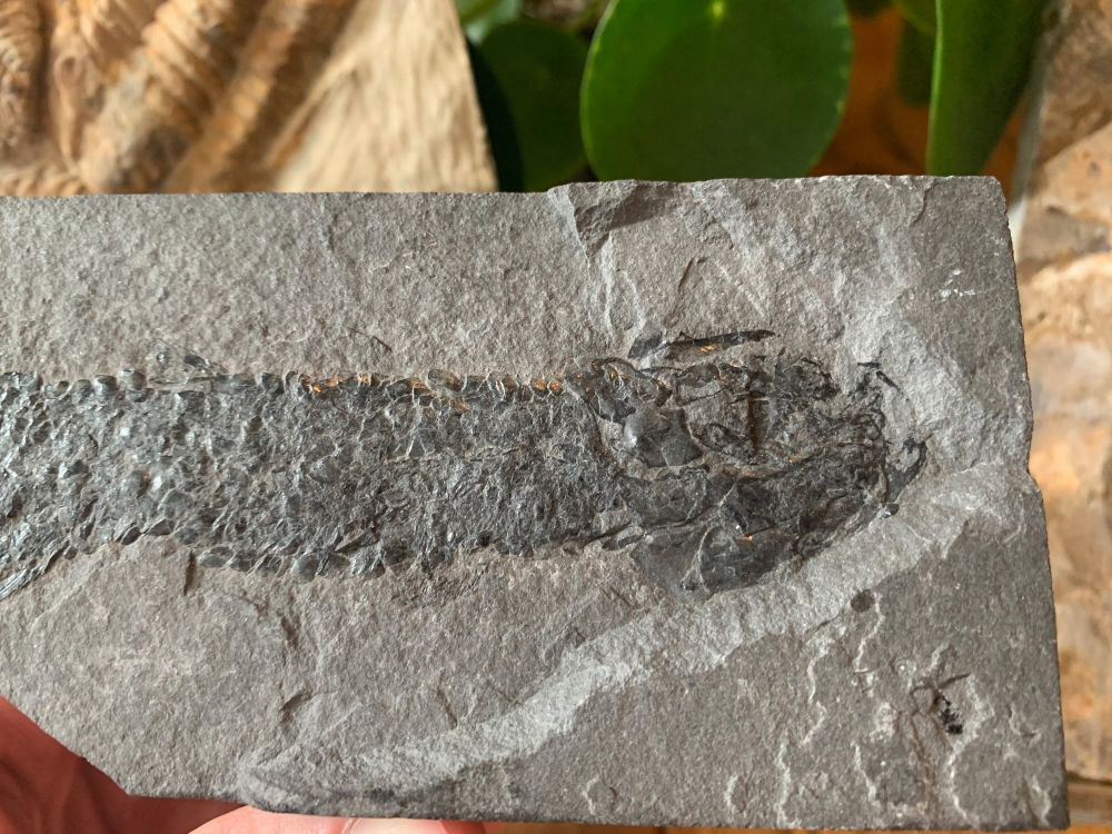 Osteolepis macrolepidotus, Devonian Fossil Fish (Scotland) #01