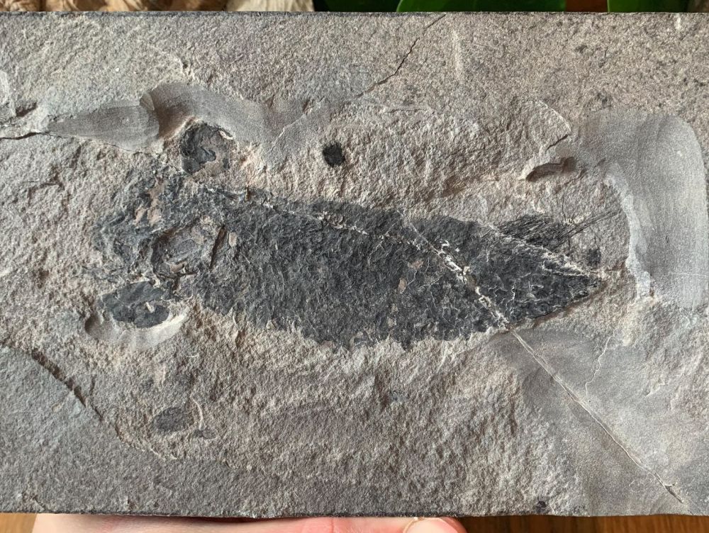 Pentlandia macroptera, Devonian Fossil Fish (Scotland) #01