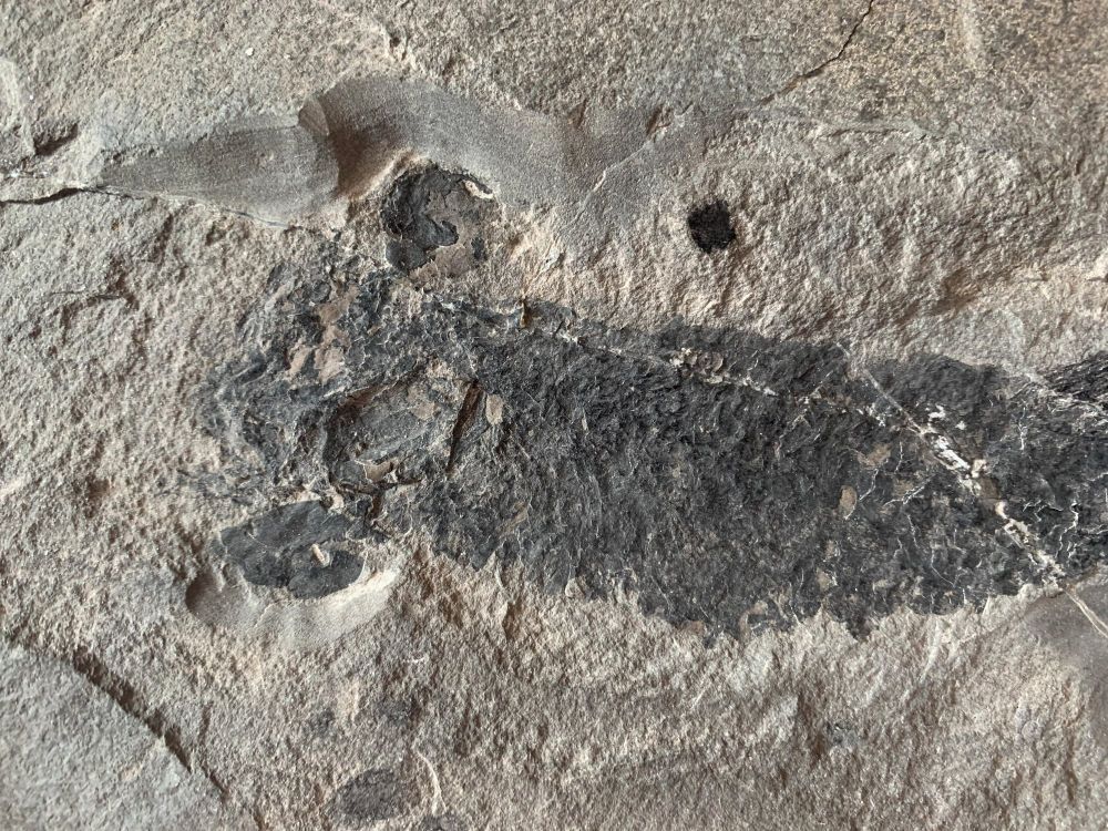 Pentlandia macroptera, Devonian Fossil Fish (Scotland) #01