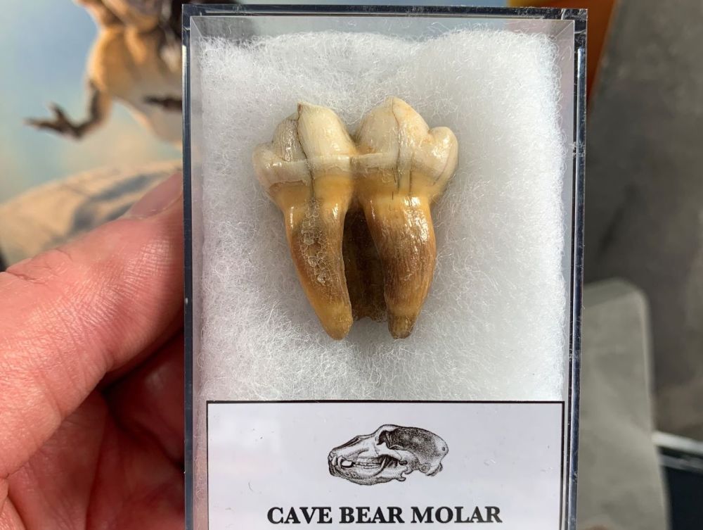 Ursus spelaeus Cave Bear Tooth (molar) #09